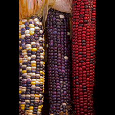 Indian Corn
