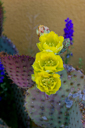 Cactus Flowers