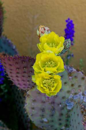 Cactus Flowers